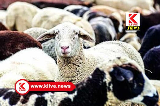 Karnataka Sheep & Wool Development Corporation Ltd ಕುರಿ/ಮೇಕೆ ಸಾಕಾಣಿಕೆ ಮಾಡಲು‌ ನೋಂದಾಯಿತ ಸಂಘಟನೆಗಳಿಂದ ಅರ್ಜಿ ಆಹ್ವಾನ