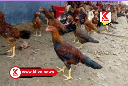 Thirtahalli Poultry farm ತೀರ್ಥಹಳ್ಳಿ ತಾಲ್ಲೂಕಿನ ನಂಟೂರಿನಲ್ಲಿ ಮಳೆಗೆ ಷೆಡ್ ಬಿದ್ದು 50 ಕೋಳಿ ಸಾವು