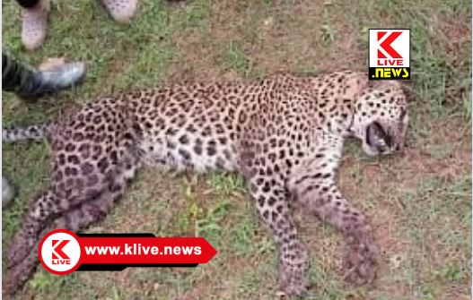 Forest Department ಕಿರುಗುಣಸೆ ಗ್ರಾಮದಲ್ಲಿ ಬೇಲಿ ಉರುಳಿಗೆ ಚಿರತೆ ಬಲಿ