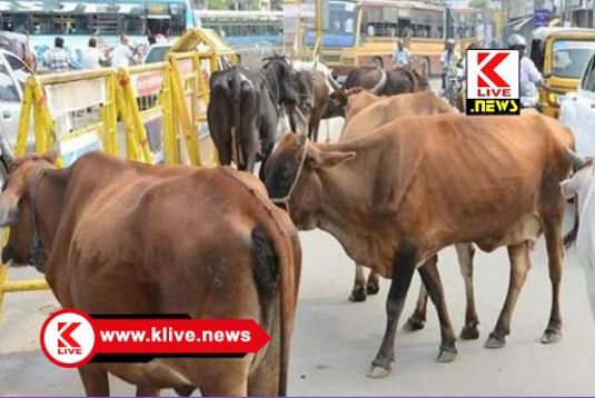 Department of Animal Husbandry and Fisheries ರಾಜಾಸ್ಥಾನ್ ರಾಜ್ಯದಲ್ಲಿ ಬೀಡಾಡಿ‌ ದನಗಳಿಗೆ ಹೊಸಪದ” ನಿರಾಶ್ರಿತ್” ಎಂಬ ಹೆಸರಿನಲ್ಲಿ ದಾಖಲು