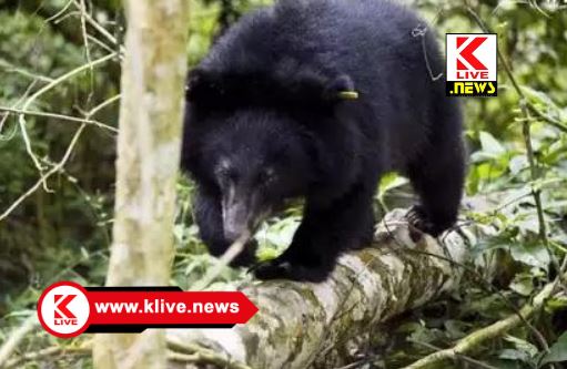 Forest Department ಕರಡಿಗೇ ಸೆಡ್ಡು ಹೊಡೆದು ಓಡಿಸಿದ ವೀರನಿಗೆ ಪರಚಿದ ಗಾಯಗಳಾಗಿ ಜೀವದುಳಿವು