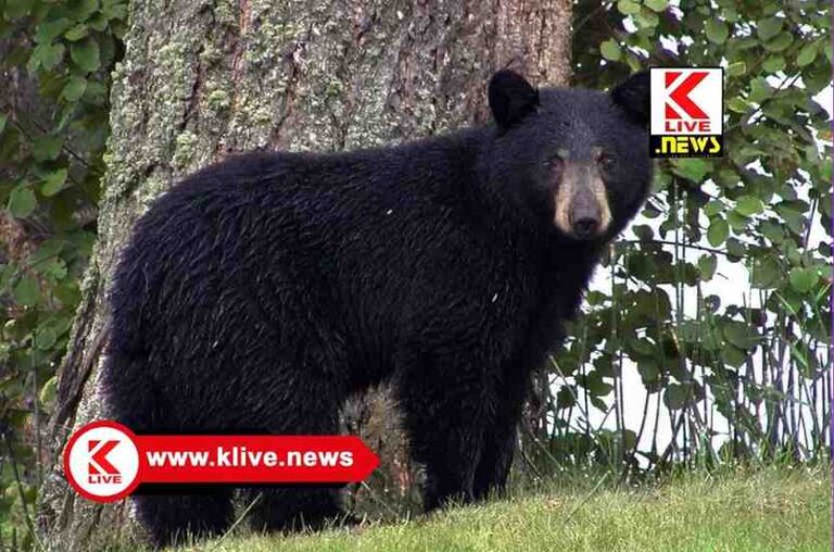 Bear News ಆತಂಕ ಹುಟ್ಟಿಸಿದ್ದ ಜಾಂಬವಂತನ ಸೆರೆ