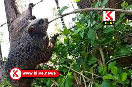 Forest Department ವನ್ಯಜೀವಿ ಹಾರು ಬೆಕ್ಕಿನ ಬೇಟೆಯಾಡಿದ ವ್ಯಕ್ತಿಯ ಬಂಧನ