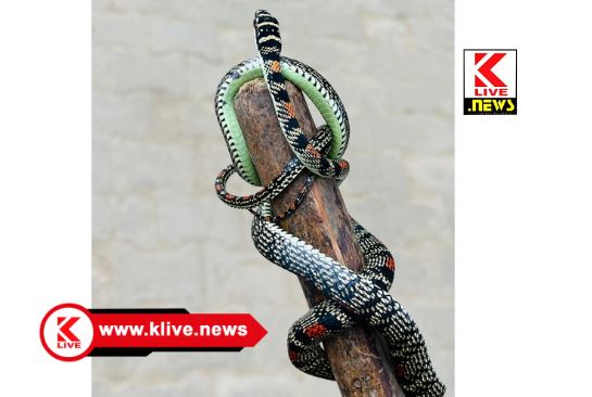 Kuvempu University ಕುವೆಂಪು ವಿವಿ ನಗರ ಕಚೇರಿಯಲ್ಲಿಆಸಕ್ತರ ಗಮನ ಸೆಳೆದ ” ಹಾರುವ ಹಾವು” !