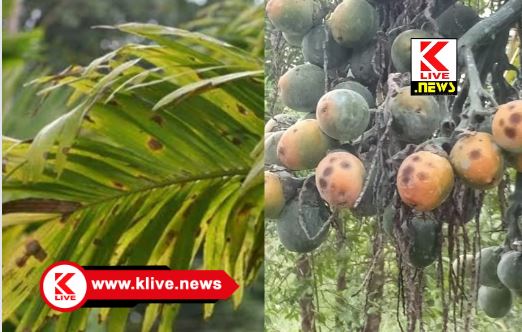 Keladi Shivappa Nayaka Agriculture and Horticulture University ಅಡಿಕೆ ಬೆಳೆ ಎಲೆ ಚುಕ್ಕೆ ರೋಗ ನಿರ್ವಹಣೆ ಬಗ್ಗೆ ಕೃಷಿ ವಿವಿ ಯ ಪ್ರಕಟಣಾ ಮಾಹಿತಿ