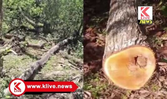 Forest Department ಸಾಗರ ತಾಲ್ಲೂಕಿನಲ್ಲಿ ಅಕ್ರಮ ಅಕೇಶಿಯ ಮರ ಕಡಿತಲೆ. ಡಿಎಫ್ಓ ಮೋಹನ್ ಭೇಟಿ, ಪರಿಶೀಲನೆ