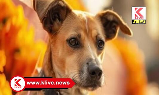 Bangalore BBMP ಬಿಬಿಎಂಪಿಯಿಂದ ನಾಯಿಗಳ ಹಬ್ಬ