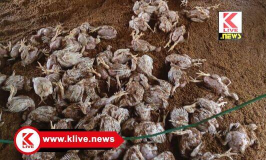 Rain In Shivamogga ಪ್ರಚಂಡ ಮಳೆಗೆ ಕೋಳಿ ಫಾರಂ ಕೋಳಿಗಳು ನೀರಲ್ಲಿ ಮುಳುಗಿ ಮಟಾಷ್!