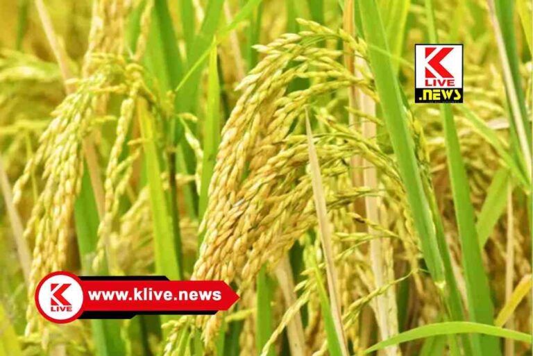 Department of Agriculture ಭತ್ತದ ಬೆಳೆಗೆ ಕಂದುಜಿಗಿ ಹುಳು ಬಾಧೆ. ಹತೋಟಿ ಕ್ರಮ. ಕೃಷಿ ಇಲಾಖೆ ಮಾಹಿತಿ