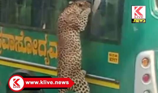 Bannerghatta National Park ಬಸ್ಸಿನ ಕಿಟಕಿಯಲ್ಲಿ ಮುಖ ಚಾಚಿದ ಚಿರತೆ. ಬನ್ನೇರುಘಟ್ಟ ಉದ್ಯಾನವನದಲ್ಲಿ ಘಟನೆ