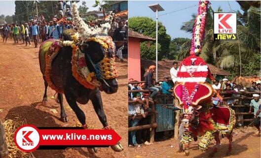 Sorabha ಮೈನವಿರೇಳಿಸಿದ ಸೊರಬ ತಾಲ್ಲೂಕಿನ ಗುಡುವಿಯಲ್ಲಿನ ಹೋರಿ ಬೆದರಿಸುವ ಹಬ್ಬ