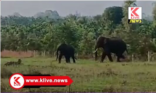 Elephant Attack ಕಾಡಾನೆಗಳಿಗೆ ಆಹುತಿಯಾದ ಅಡಿಕೆ ಬಾಳೆ ಫಸಲು. ಪತ್ರೆಹೊಂಡ ಕೃಷಿಕರಿಗೆ ಆಘಾತ