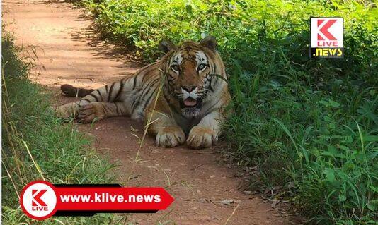 Tiger and Lion Safari ಕೊನೆಯುಸಿರೆಳೆದ ತ್ಯಾವರೆಕೊಪ್ಪ ಸಫಾರಿಯ ಹೆಣ್ಣು ಹುಲಿ “ಅಂಜನಿ”