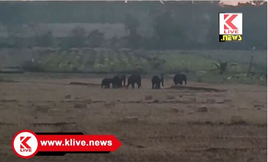 Forest Department ಆನೆ ದಾಳಿಯಿಂದ ಆತಂಕದಲ್ಲಿ ಸಿರಿಗೆರೆ ಭಾಗದ ರೈತರು, ಅರಣ್ಯ ಇಲಾಖೆ ಮೌನ?