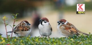 World Sparrow Day ಗುಬ್ಬಚ್ಚಿಗೊಂದು ಕವಿಗುಟುಕು