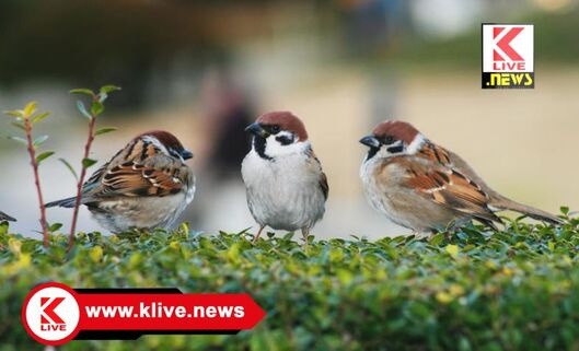 World Sparrow Day ಗುಬ್ಬಚ್ಚಿಗೊಂದು ಕವಿಗುಟುಕು