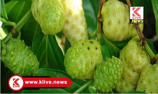 ನೋನಿ ಗ್ರೋಯರ್ಸ್ ಸಂಘ ರದ್ದತಿಗೆ ಕ್ರಮ, ಆಕ್ಷೇಪಣೆಗಳಿಗೆ ಆಹ್ವಾನ