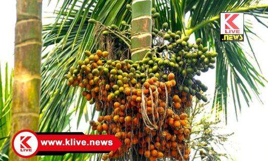 Areca nut ಒಕ್ಕೊರಲ ದನಿಯಾಗಿ ಅಡಿಕೆ ಕೃಷಿಕರೆ! ಜನಪ್ರತಿನಿಧಿಗಳೆ…!