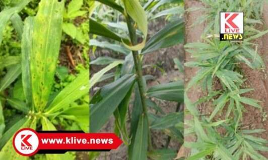 Ginger Leaf Spot Disease ಶುಂಠಿಗೆ ಎಲೆಚುಕ್ಕೆ ರೋಗ.ನಿಯಂತ್ರಣಾ ಕ್ರಮಗಳ ಬಗ್ಗೆ ಇರುವಕ್ಕಿಕೃಷಿ ವಿವಿ ತಜ್ಞರಿಂದ ಸಲಹೆ