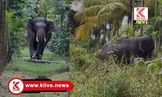 Bhadra Wildlife Sanctuary ಸಕ್ರೆಬೈಲ್ ಸುತ್ತಮುತ್ತ ಕಾಡಾನೆ ದಾಂಧಲೆ,  ರೈತರಿಗೆ ಬೆಳೆ ನಷ್ಟ ಆತಂಕ