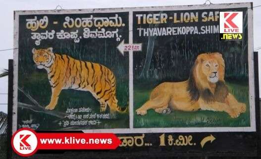 Tiger and Lion Safari ತ್ಯಾವರೆಕೊಪ್ಪ ಹುಲಿ-ಸಿಂಹ ಸಫಾರಿಗೆ ಸೆ.30 ಮತ್ತು ಅಕ್ಟೋಬರ್ 7 ರಂದು ರಜಾದಿನವಿಲ್ಲ. ಪ್ರವಾಸಿಗರಿಗೆ ವೀಕ್ಷಣೆಗೆ ಅವಕಾಶ