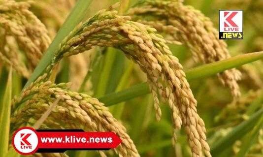 ಶಿವಮೊಗ್ಗದಲ್ಲಿ ಭತ್ತಕ್ಕೆ ಬೆಂಬಲ ಬೆಲೆ ಖರೀದಿ ಫಿಕ್ಸ್: ಕ್ವಿಂಟಾಲ್ ಬೆಲೆ ಎಷ್ಟು? ವಿವರಗಳಿಗೆ ಮಾಹಿತಿ ಓದಿ.