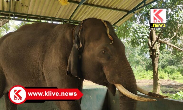 Sakrebyle Elephant Camp ಶಿವಮೊಗ್ಗ ದಸರಾ ಆನೆ ” ಬಾಲಣ್ಣ” ನಿಗೆ ಕಿವಿಗೆ ಸರ್ಜರಿ, ಯಾವುದೇ ಪ್ರಾಣಾಪಾಯವಿಲ್ಲ- ತಜ್ಞ ವೈದ್ಯರ ತಂಡ