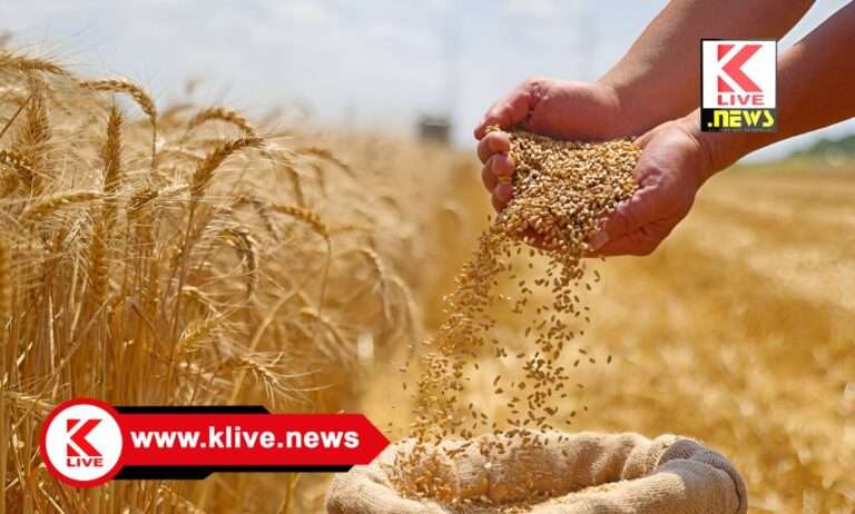 ಬೆಳೆಗಳಿಗೆ ರೋಗ ಭಾದೆ, ರೈತರು ನಿರ್ವಹಣಾ ಕ್ರಮವಹಿಸಿ