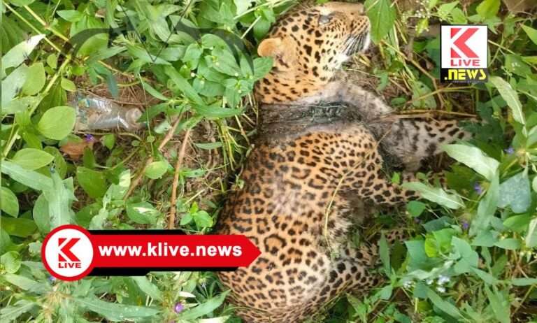 ಉರುಳು ಹಾಕಿ ಪ್ರಾಣಿ ಬಲಿ ಪಡೆಯುತ್ತಿರುವವರ ವಿರುದ್ಧ ಕಠಿಣ ಕ್ರಮಕ್ಕೆ ಅರಣ್ಯ ಸಚಿವರು ಸೂಚನೆ