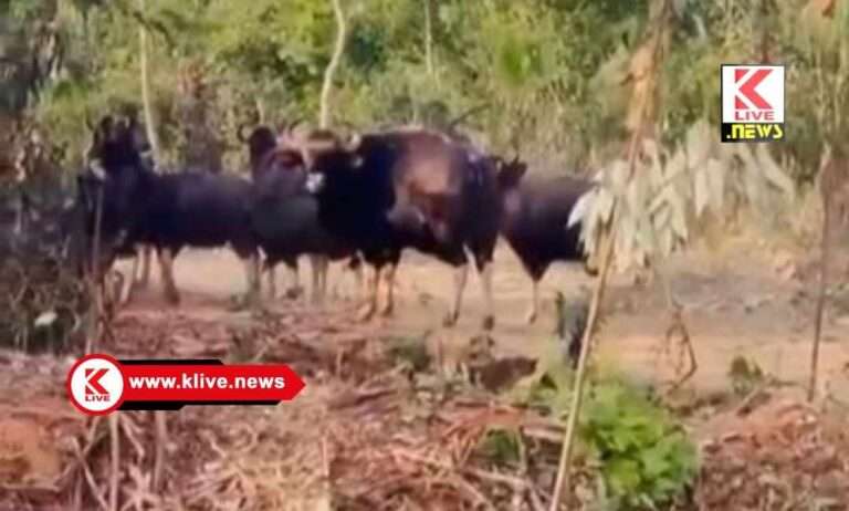ತೀರ್ಥಹಳ್ಳಿ ಬಳಿ ಕಾಡುಕೋಣಗಳ ಹಿಂಡು ಪ್ರತ್ಯಕ್ಷ!. ರೈತರಲ್ಲಿ ಬೆಳೆ ನಾಶದ ಆತಂಕ