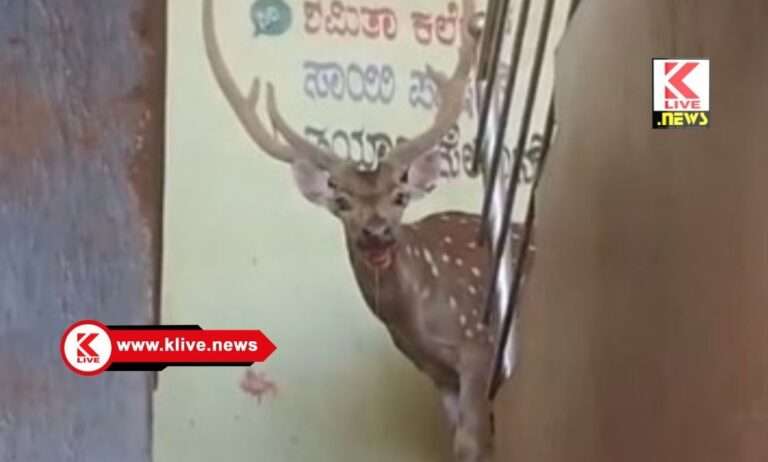 ಹೊಸನಗರ ಊರೊಳಗೆ ಊಟಕ್ಕಾಗಿ ಕಾಲಿಟ್ಟ‌ ಜಿಂಕೆ