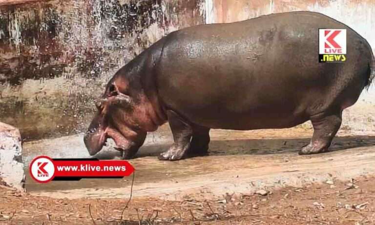 ಡಾ.ಸಮೀಕ್ಷಾ ರೆಡ್ಡಿ ಅವರ ಬಲಿ ಪಡೆದ ನೀರಾನೆ ” ಹಂಸಿಣಿ”, ಅನಾರೋಗ್ಯದಿಂದ ಸಾವು