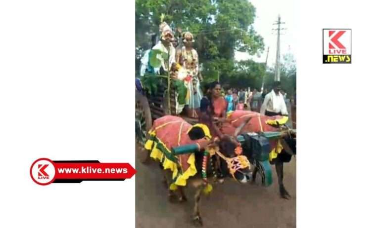 ಮದುವಣಿಗರು ಎತ್ತಿನಗಾಡಿ ಮೆರವಣಿಗೆಯಲ್ಲಿ ರಾರಾಜಿಸಿದರು