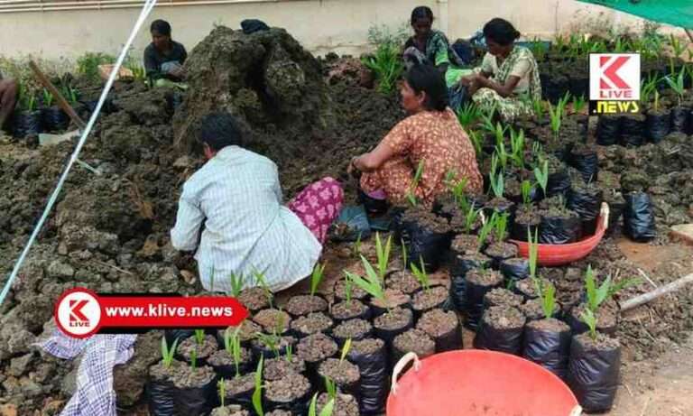 ಮುಂಗಾರು ಮಳೆ ಸಂಭ್ರಮ: ಅಡಿಕೆ ಸಸಿ ಸಿದ್ಧಪಡಿಸುವ ಸ್ಫೂರ್ತಿಯಲ್ಲಿ ರೈತ ಸಮುದಾಯ