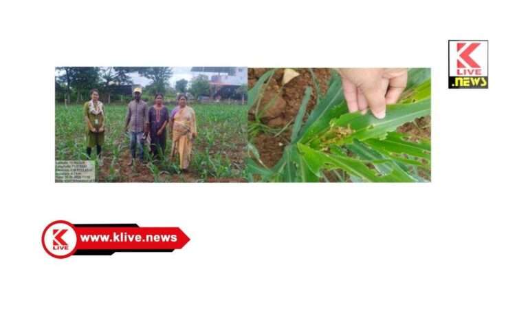 ಜಿಲ್ಲೆಯಲ್ಲಿ ಮುಸುಕಿನ ಜೋಳದ ಬೆಳೆಗೆ ಸೈನಿಕ ಹುಳು ಬಾಧೆ ನಿಯಂತ್ರಣಕ್ಕೆ ಕೃಷಿ ಇಲಾಖೆಯಿಂದ ಮಾಹಿತಿ