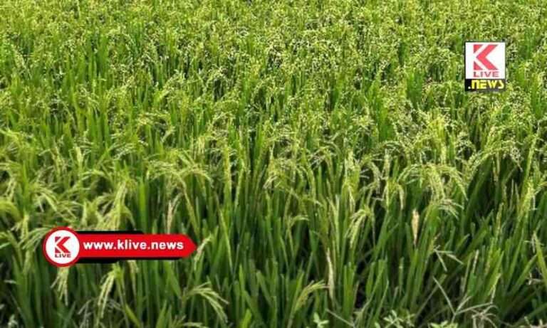 ಮುಂಗಾರು ಹಂಗಾಮಿಗೆ ಜಿಲ್ಲೆಯ ಆಯ್ದ ಭಾಗಗಳಲ್ಲಿ ವಿವಿಧ ಬೆಳೆಗಳಿಗೆ ಲಭ್ಯವಿರುವ ವಿಮಾ ಸೌಲಭ್ಯದ ಬಗ್ಗೆ ಮಾಹಿತಿ