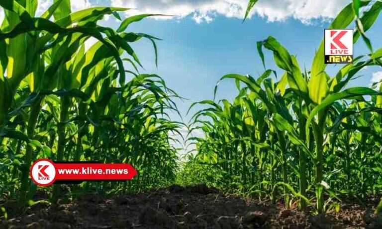 ಕಡಿಮೆ ಮಳೆ ಪರ್ಯಾಯ ಬೆಳೆ ಹಾಗೂ ಕೃಷಿಪದ್ಧತಿ ಅಳವಡಿಕೆಗೆ ಕೃಷಿ ಇಲಾಖೆ ಪ್ರಕಟಣೆ