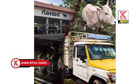 ತೀರ್ಥಹಳ್ಳಿ ಗೋಶಾಲೆಯಿಂದಲೇ ಗೋಮಾಂಸ ಮಾರಾಟ, ಪತ್ತೆ ಹಚ್ಚಿದ ಪೊಲೀಸ್ ಇಲಾಖೆ,  ಓರ್ವನ ಬಂಧನ